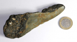 Megalodon Zahn Nr. 129