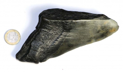 Megalodon Zahn Nr. 117