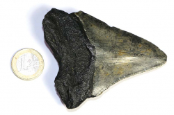 Megalodon Zahn Nr. 115