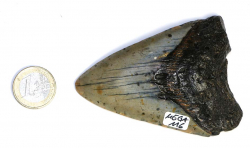 Megalodon Zahn Nr. 116