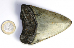 Megalodon Zahn Nr. 116