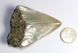 Megalodon Zahn Nr. 130