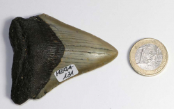 Megalodon Zahn Nr. 131