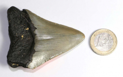 Megalodon Zahn Nr. 131