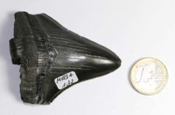 Megalodon Zahn Nr. 132