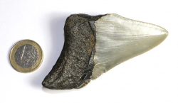 Megalodon Zahn Nr. 133