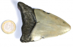 Megalodon Zahn Nr. 126