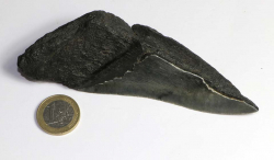 Megalodon Zahn Nr. 134