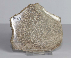 Dinosaurier-Knochen Scheibe poliert Nr. 59