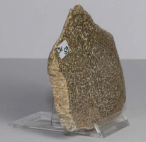 Dinosaurier-Knochen Scheibe poliert Nr. 59