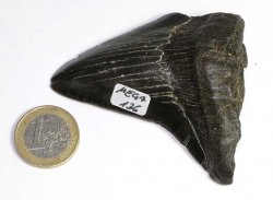 Megalodon Zahn Nr. 136