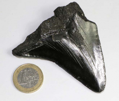 Megalodon Zahn Nr. 136