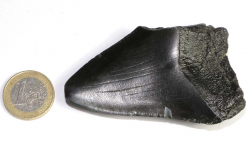 Megalodon Zahn Nr. 137