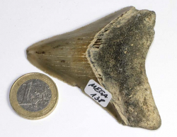 Megalodon Zahn Nr. 138