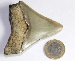 Megalodon Zahn Nr. 138