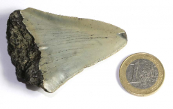 Megalodon Zahn Nr. 140