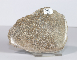 Dinosaurier-Knochen Scheibe poliert Nr. 64