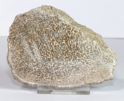 Dinosaurier-Knochen Scheibe poliert Nr. 64