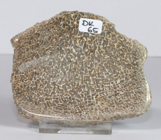 Dinosaurier-Knochen Scheibe poliert Nr. 65