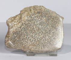 Dinosaurier-Knochen Scheibe poliert Nr. 65