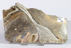 Dinosaurier-Knochen Scheibe poliert Nr. 66