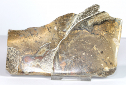 Dinosaurier-Knochen Scheibe poliert Nr. 66