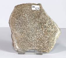 Dinosaurier-Knochen Scheibe poliert Nr. 67