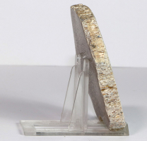 Dinosaurier-Knochen Scheibe poliert Nr. 67