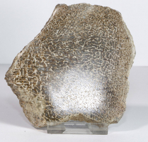 Dinosaurier-Knochen Scheibe poliert Nr. 67