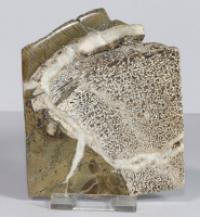 Dinosaurier-Knochen Scheibe poliert Nr. 68