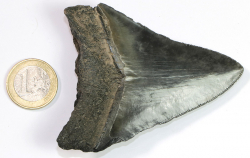 Megalodon Zahn Nr. 141