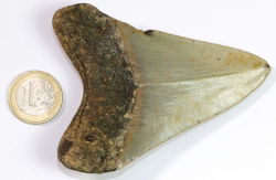 Megalodon Zahn Nr. 142
