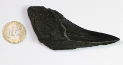 Megalodon Zahn Nr. 143