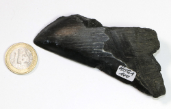 Megalodon Zahn Nr. 144