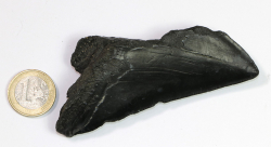 Megalodon Zahn Nr. 144