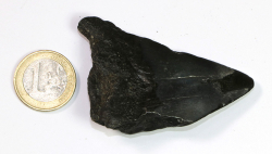 Megalodon Zahn Nr. 148