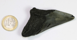 Megalodon Zahn Nr. 149