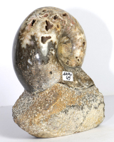 Ammoniten Skulptur Nr. 45