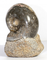 Ammoniten Skulptur Nr. 45