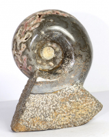 Ammoniten Skulptur Nr. 45