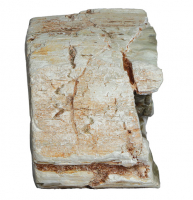 Elefant versteinertes Holz Nr. GR1