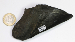 Megalodon Zahn Nr. 145
