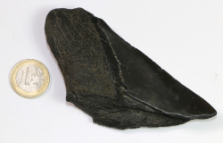 Megalodon Zahn Nr. 145
