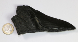 Megalodon Zahn Nr. 147