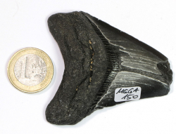 Megalodon Zahn Nr. 150