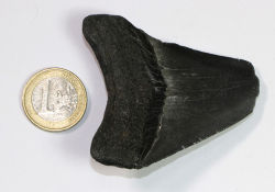 Megalodon Zahn Nr. 150