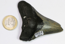 Megalodon Zahn Nr. 151