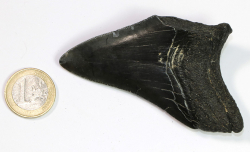 Megalodon Zahn Nr. 153