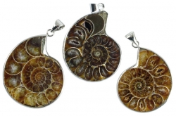 Ammoniten mit se, Madagaskar
