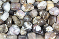 Versteinertes Holz Trommelsteine Madagaskar